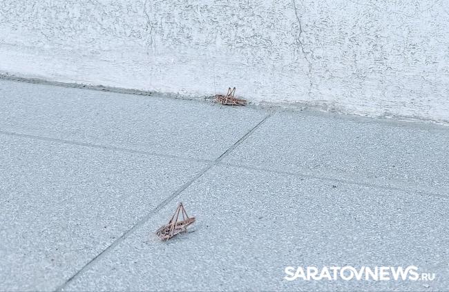 На саратовских улицах появляется все больше кузнечиков На саратовских улицах появляется все больше кузнечиков