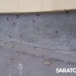 На саратовских улицах появляется все больше кузнечиков На саратовских улицах появляется все больше кузнечиков