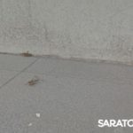 На саратовских улицах появляется все больше кузнечиков На саратовских улицах появляется все больше кузнечиков