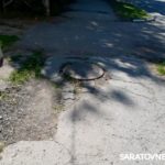 В центре города Энгельса отремонтируют пешеходную зону В центре города Энгельса отремонтируют пешеходную зону