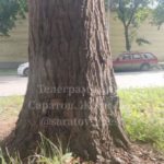 Жители Саратова обеспокоены диверсией: кто-то подпиливает деревья Жители Саратова обеспокоены диверсией: кто-то подпиливает деревья