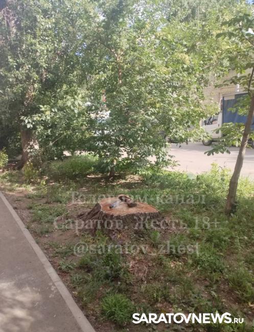 Жители Саратова обеспокоены диверсией: кто-то подпиливает деревья Жители Саратова обеспокоены диверсией: кто-то подпиливает деревья