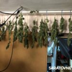 Житель Саратова устроил дома конопляную ферму