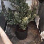 Житель Саратова устроил дома конопляную ферму