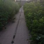 Саратовцы просят благоустроить тротуар у моста на улице Беговой Саратовцы просят благоустроить тротуар у моста на улице Беговой