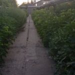 Саратовцы просят благоустроить тротуар у моста на улице Беговой Саратовцы просят благоустроить тротуар у моста на улице Беговой