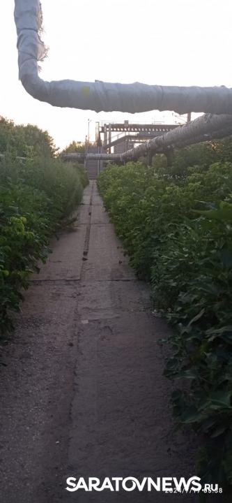 Саратовцы просят благоустроить тротуар у моста на улице Беговой Саратовцы просят благоустроить тротуар у моста на улице Беговой