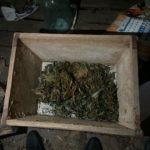 В Петровском районе пенсионер устроил на участке конопляную ферму