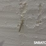 В Саратове наблюдается нашествие ночных мотыльков