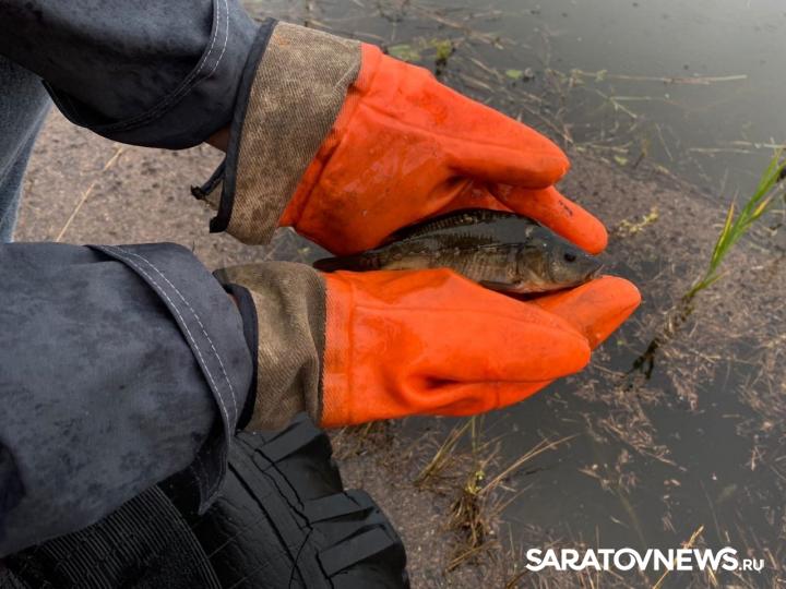 «Т Плюс» выпустила в Волгу более 253 тысяч мальков «Т Плюс» выпустила в Волгу более 253 тысяч мальков