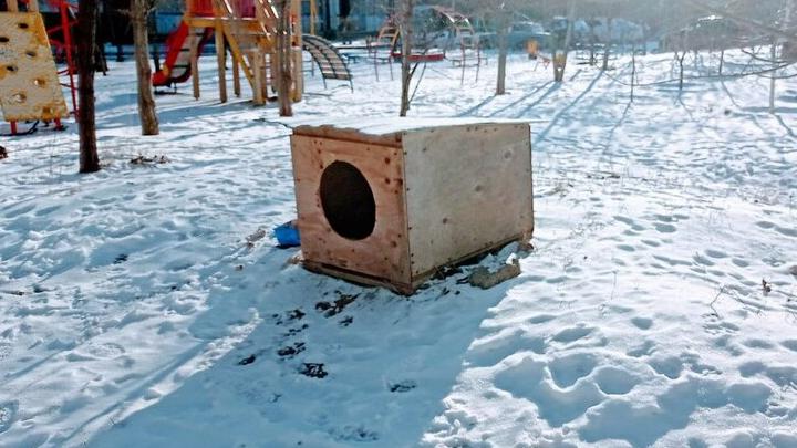 Порядка 60 бездомных собак поймают в двух районах саратовской области Порядка 60 бездомных собак поймают в двух районах саратовской области