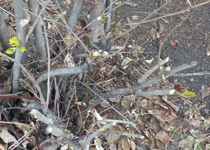 В Саратове из-за аномального потепления в январе на кустах сирени набухли почки В Саратове из-за аномального потепления в январе на кустах сирени набухли почки