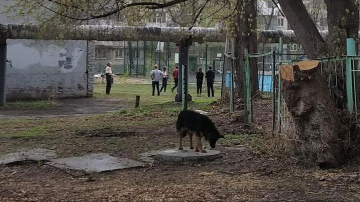 В Петровском районе планируют поймать 117 бездомных собак В Петровском районе планируют поймать 117 бездомных собак