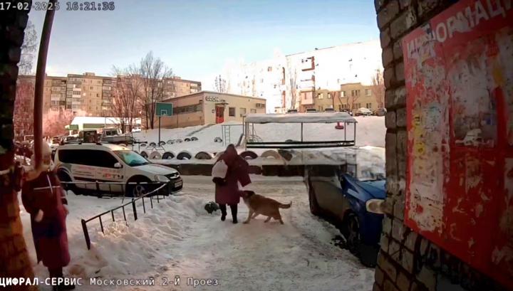 В Саратове бездомная собака покусала женщину В Саратове бездомная собака покусала женщину