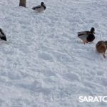 Саратовцы празднуют Масленицу