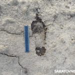 В Саратовскую область пытались незаконно проникнуть четверо афганцев