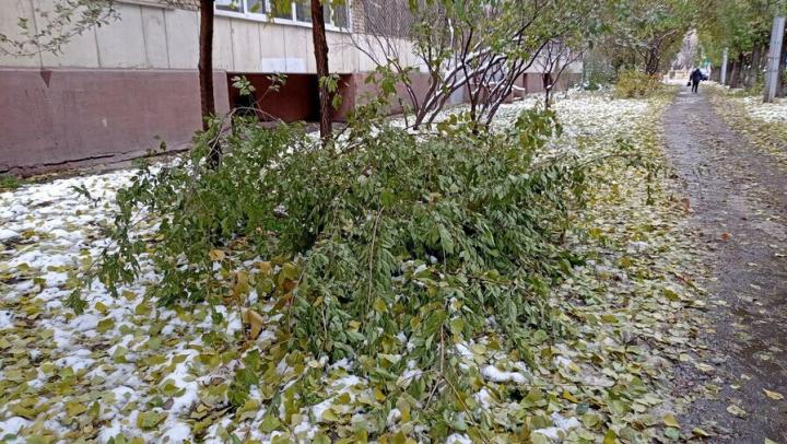 С пятницы в Саратовской области объявлен месячник по благоустройству С пятницы в Саратовской области объявлен месячник по благоустройству