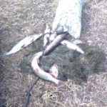 В Саратовской области было выявлено 56 нарушений Правил рыболовства