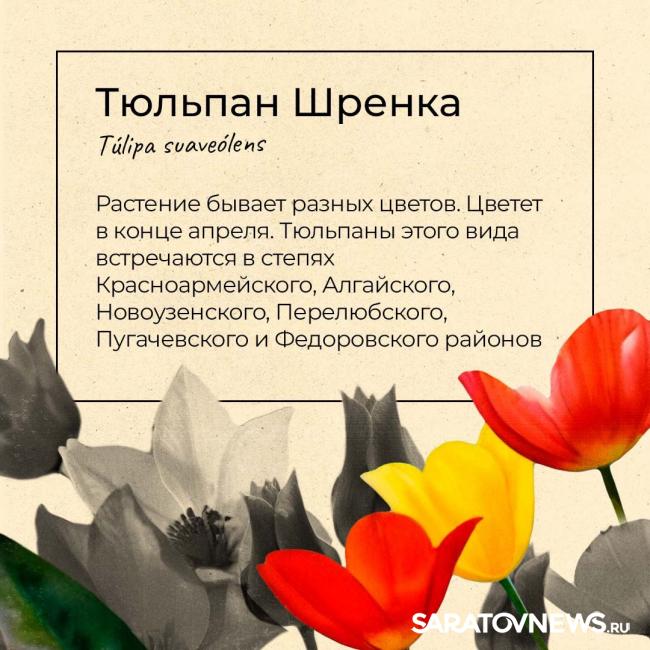 Саратовцам рассказали, какие первоцветы срывать нельзя Саратовцам рассказали, какие первоцветы срывать нельзя