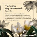 Саратовцам рассказали, какие первоцветы срывать нельзя Саратовцам рассказали, какие первоцветы срывать нельзя