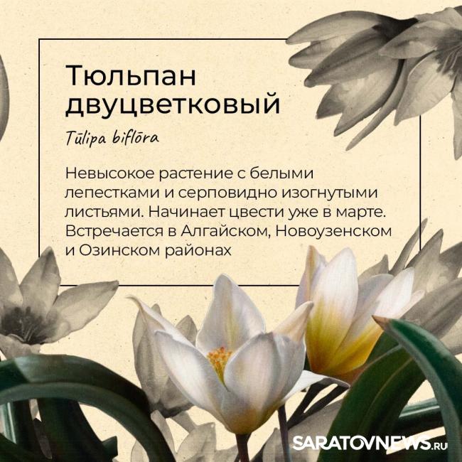 Саратовцам рассказали, какие первоцветы срывать нельзя Саратовцам рассказали, какие первоцветы срывать нельзя