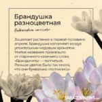 Саратовцам рассказали, какие первоцветы срывать нельзя Саратовцам рассказали, какие первоцветы срывать нельзя