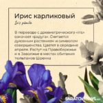 Саратовцам рассказали, какие первоцветы срывать нельзя Саратовцам рассказали, какие первоцветы срывать нельзя