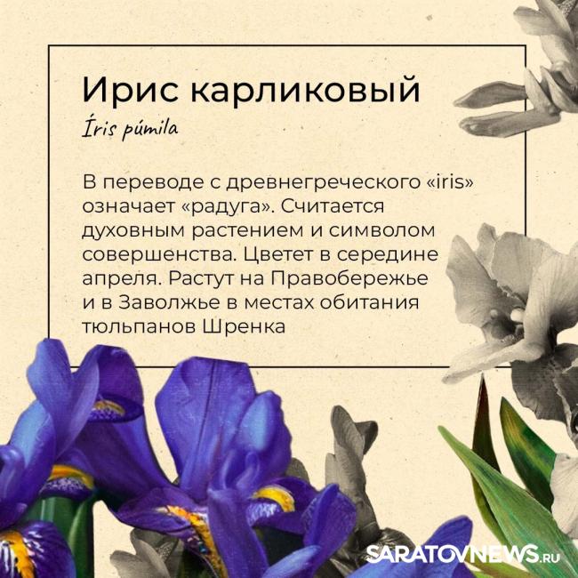 Саратовцам рассказали, какие первоцветы срывать нельзя Саратовцам рассказали, какие первоцветы срывать нельзя
