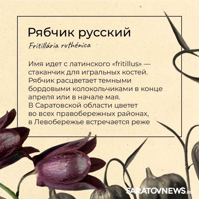 Саратовцам рассказали, какие первоцветы срывать нельзя Саратовцам рассказали, какие первоцветы срывать нельзя
