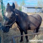 В национальном парке «Хвалынский» на свет появилась Гроза