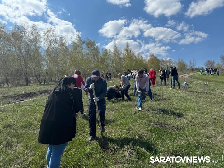 В Саратовской области в рамках акции «Сад памяти» сторонники «Единой России» высадили более тысячи деревьев В Саратовской области в рамках акции «Сад памяти» сторонники «Единой России» высадили более тысячи деревьев