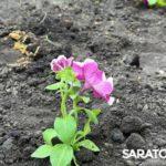 Саратовский филиал «ЭнергосбыТ Плюс» организовал весеннюю акцию для жителей города Саратовский филиал «ЭнергосбыТ Плюс» организовал весеннюю акцию для жителей города