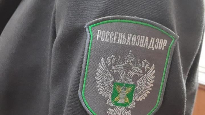 В Россию пытались противозаконно везти саженцы смородины В Россию пытались противозаконно везти саженцы смородины