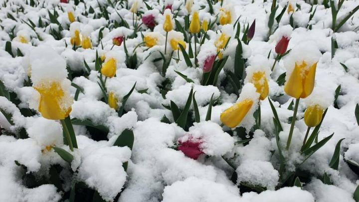 В Алгае ночью выпал снег В Алгае ночью выпал снег