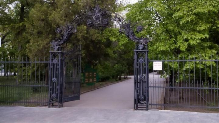 В Саратове рубят ясени В Саратове рубят ясени