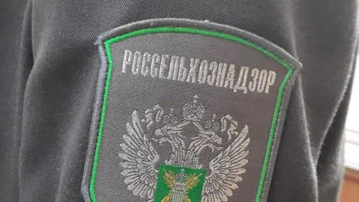 В России планируют разводить альпак В России планируют разводить альпак