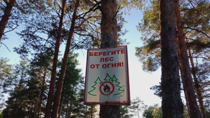 В лесах Саратовской области устанавливается особый противопожарный режим В лесах Саратовской области устанавливается особый противопожарный режим