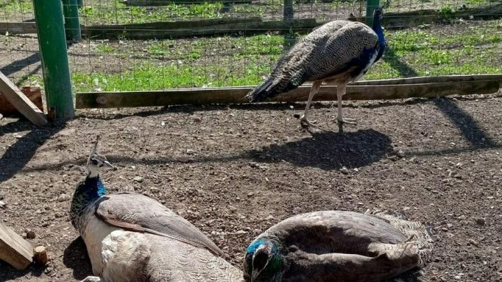 В нацпарке «Хвалынский» живут пять павлинов, высиженных курицей-несушкой В нацпарке «Хвалынский» живут пять павлинов, высиженных курицей-несушкой