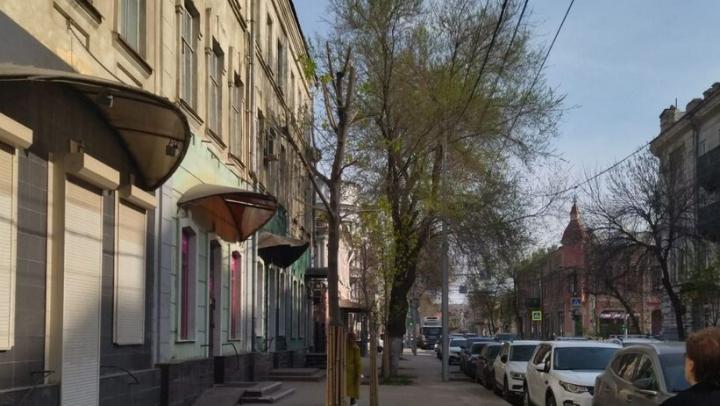 В Саратове засохло 3693 ясеня В Саратове засохло 3693 ясеня
