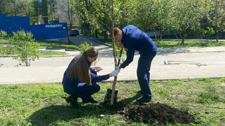 Березы посадили в Заводском районе Саратова Березы посадили в Заводском районе Саратова