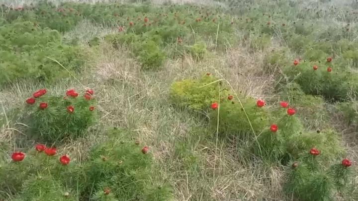 В Воскресенском районе цветут пионы В Воскресенском районе цветут пионы