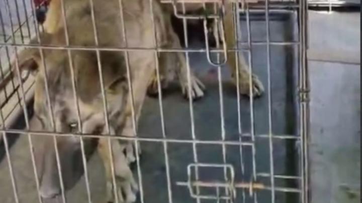 На Радуге в Заводском районе поймали бродячих собак На Радуге в Заводском районе поймали бродячих собак