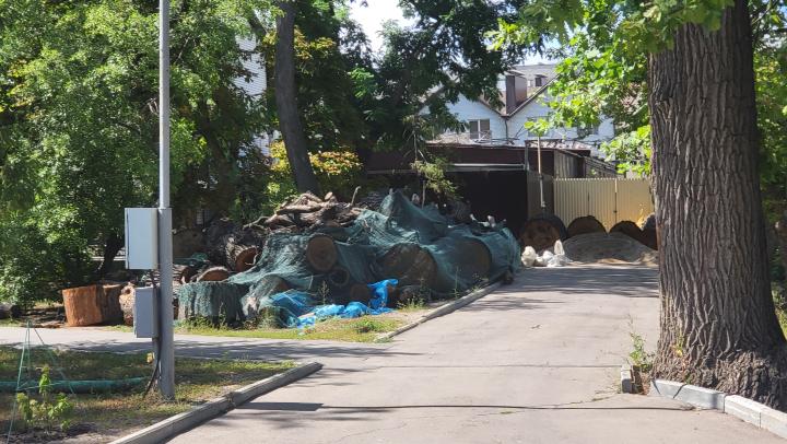 В Саратове планируют спилить 269 деревьев В Саратове планируют спилить 269 деревьев