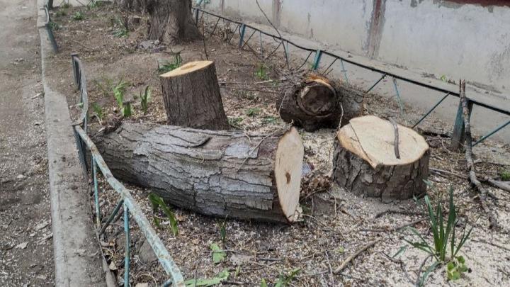 Каштаны под угрозой: в Саратове уничтожают здоровые деревья Каштаны под угрозой: в Саратове уничтожают здоровые деревья