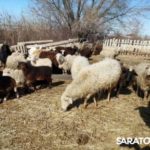 В Саратове бесследно пропало 99 баранов и коз: владелец обещает вознаграждение за находку