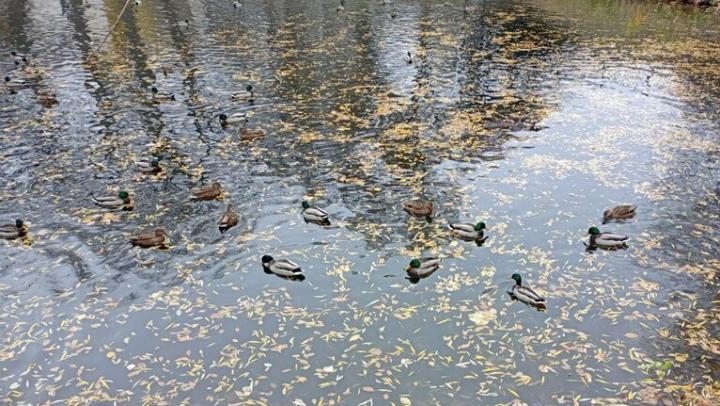 В горпарке саратовцам рассказали, зачем ныряют утки В горпарке саратовцам рассказали, зачем ныряют утки
