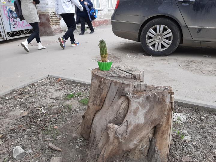 КАМЕНЬ ИЛИ ДЕРЕВО? КАМЕНЬ ИЛИ ДЕРЕВО?
