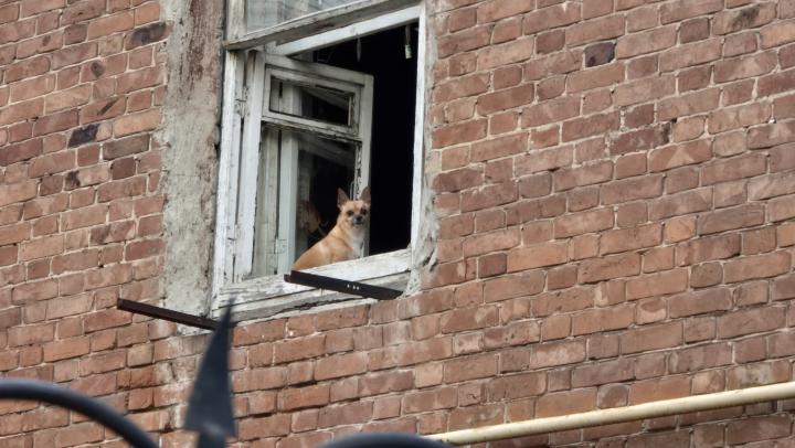 Шпиц «под мухой»: в Саратове у задремавшей хозяйки украли собаку