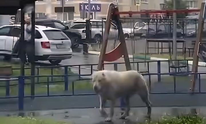 В Юбилейном алабай-«террорист» напугал жителей и напал на соседского питомца