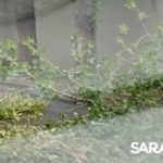 Последствия урагана в Саратове: дерево упало на два авто на Шехурдина